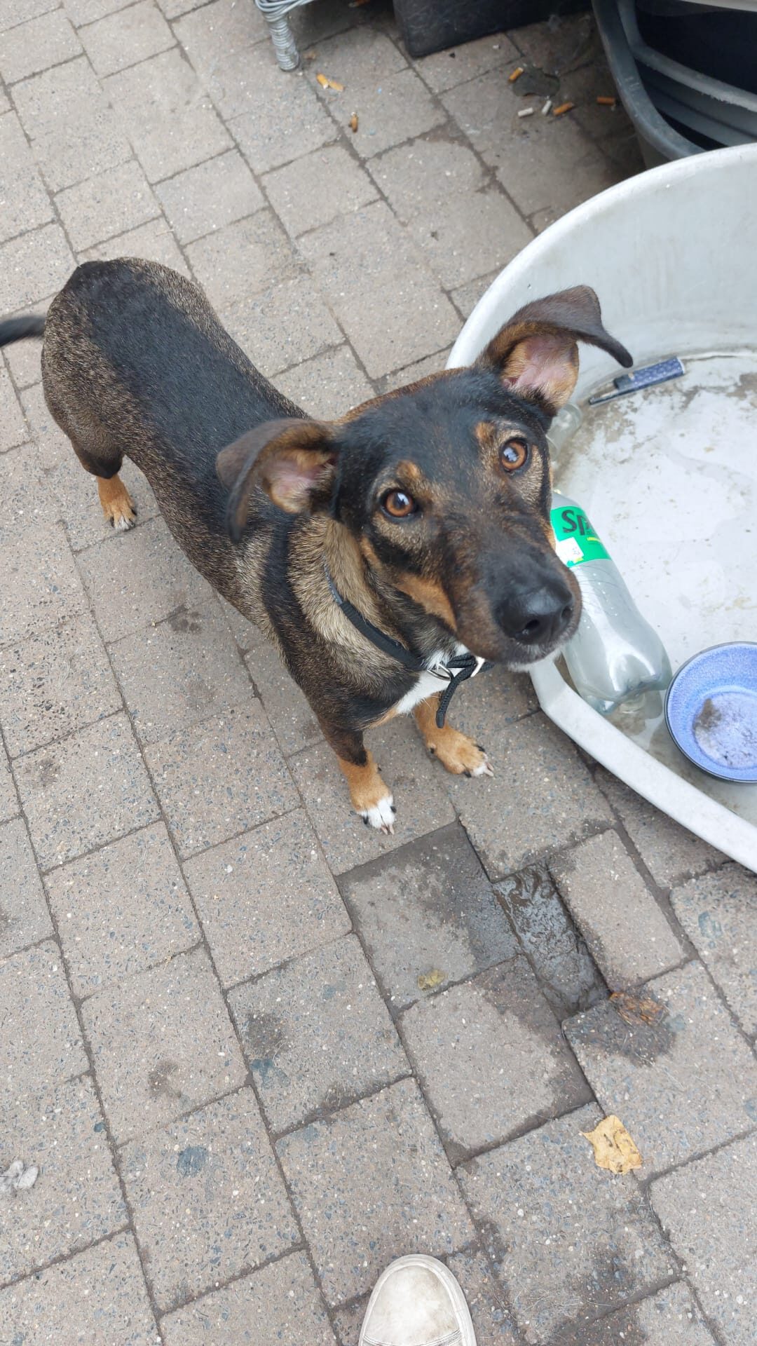 Maly, rescuehond uit Nederland
