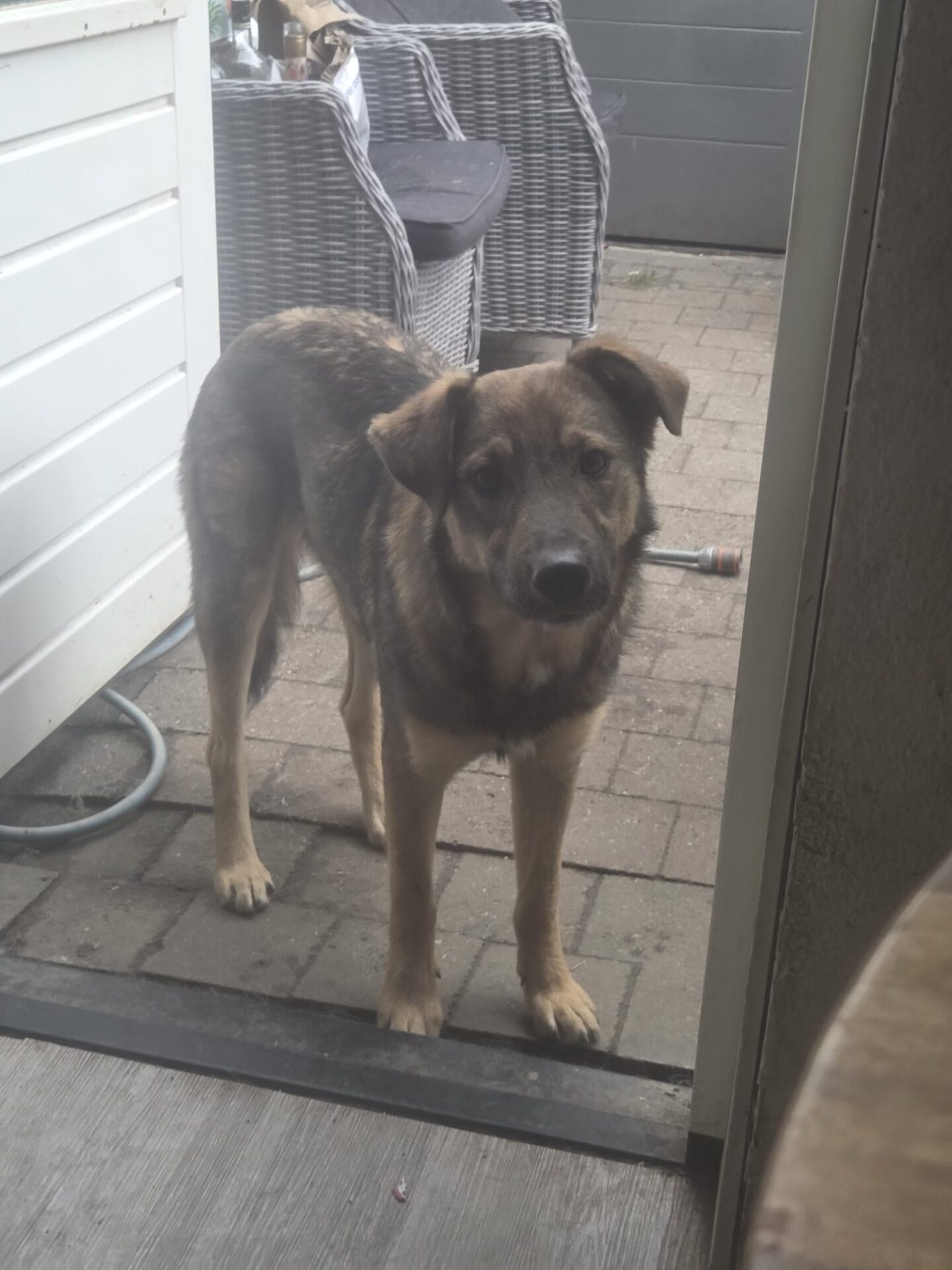 Topaz, rescuehond uit Nederland