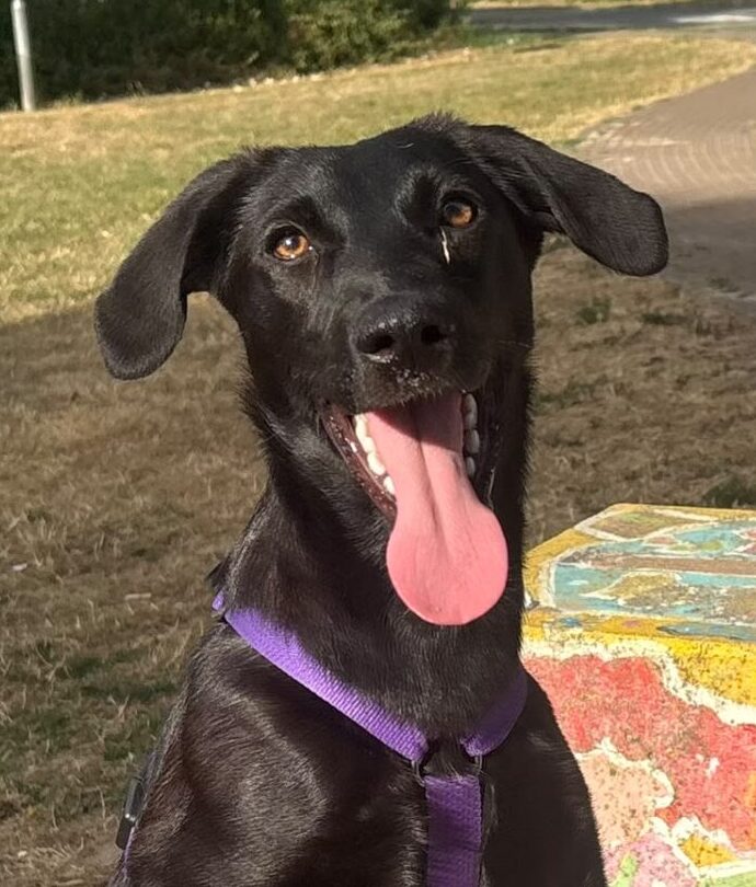 Arba, rescuehond uit Nederland