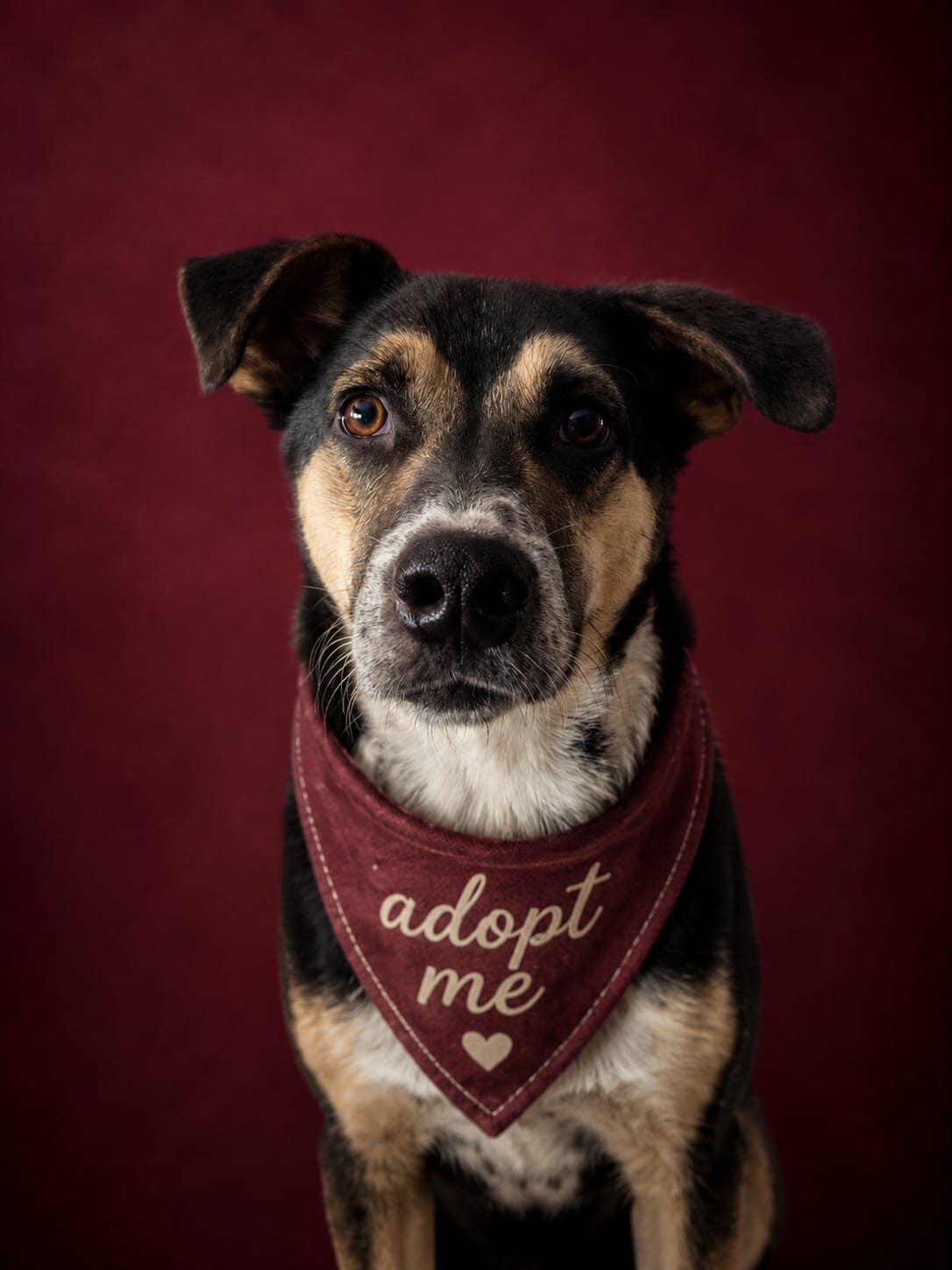 Django, rescuehond uit Nederland
