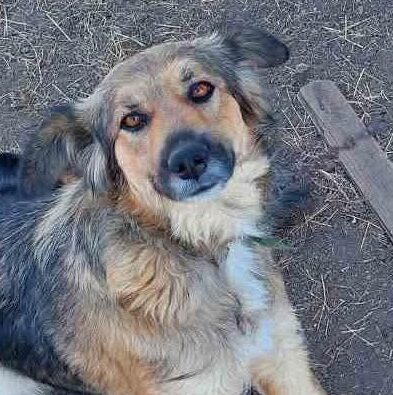 Satje, rescuehond uit Bosnië