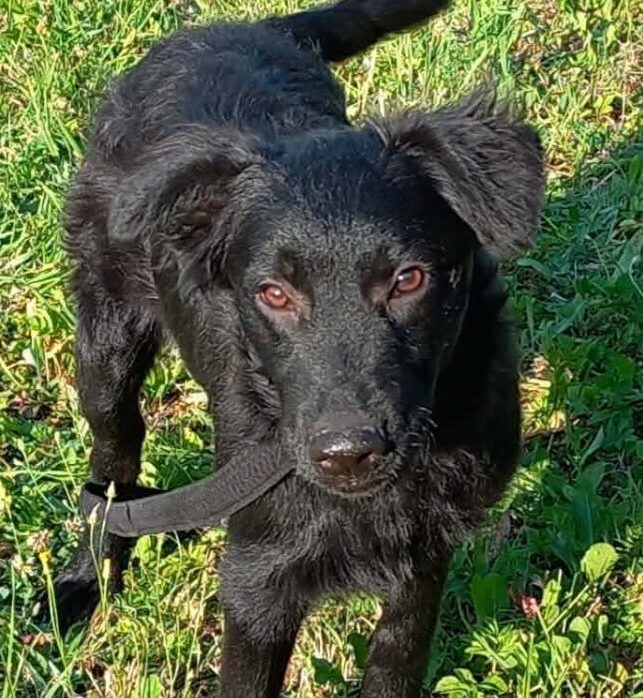 Sascha, rescuehond uit Bosnië