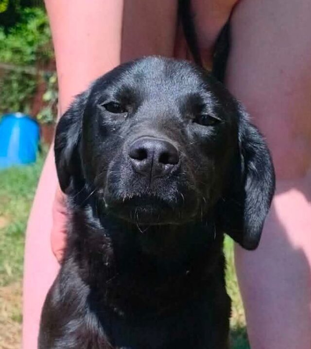 Manja, rescuehond uit Bosnië