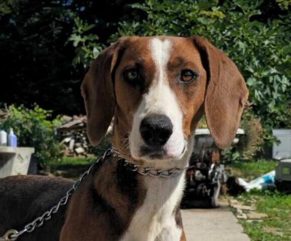 Alba, rescuehond uit Bosnië