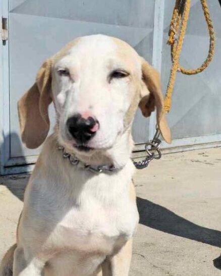 Albino, rescuehond uit Bosnië