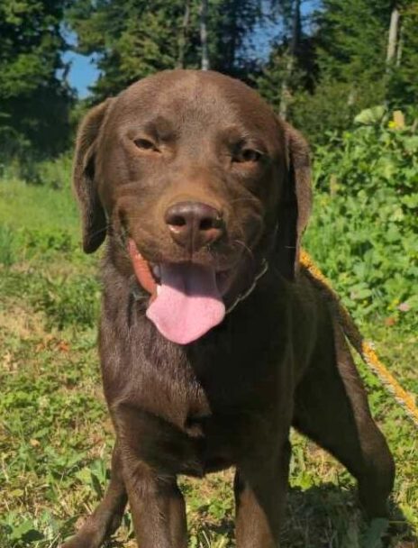 Vanja, rescuehond uit Bosnië